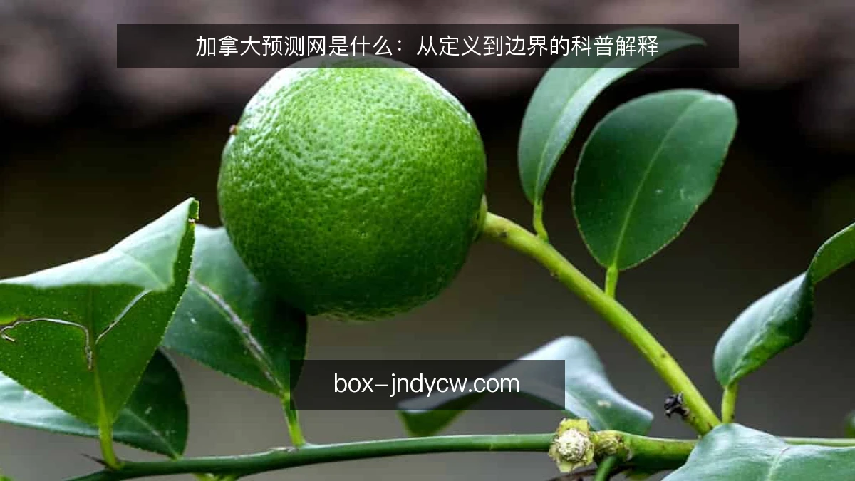 加拿大预测网是什么:从定义到边界的科普解释